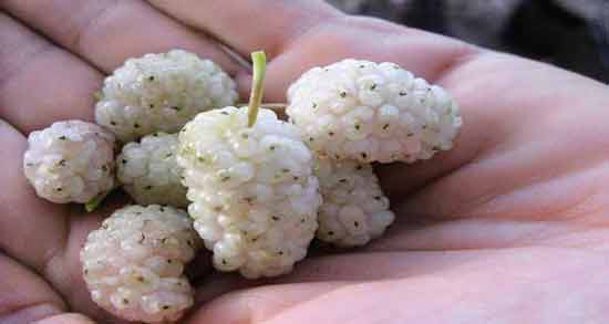 خواص توت سفید تازه و درمان دیابت و کم خونی و فشار خون با خوردن توت سفید تازه خواص توت سفید تازه ؛ درمان دیابت ، کم خونی و فشار خون با خوردن توت سفید تازه