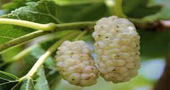 خواص توت سفید در بارداری و بررسی خواص و فواید خوردن توت سفید در دوران بارداری خواص توت سفید در بارداری ؛ بررسی خواص و فواید خوردن توت سفید در دوران بارداری