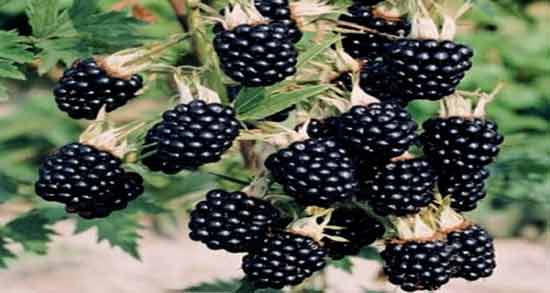 خواص توت سیاه در بارداری و مواد مغذی موجود در توت سیاه مفید برای سلامت جنین خواص توت سیاه در بارداری ؛ مواد مغذی موجود در توت سیاه مفید برای سلامت جنین