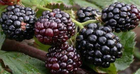 خواص توت سیاه شاتوت و فواید شگفت انگیز خوردن توت سیاه شاتوت برای سلامتی خواص توت سیاه شاتوت ؛ فواید شگفت انگیز خوردن توت سیاه شاتوت برای سلامتی