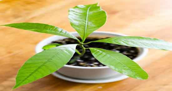 خواص درمانی مغز هسته انبه و مصرف مغز هسته انبه برای زخم معده خواص درمانی مغز هسته انبه ؛ مصرف مغز هسته انبه برای زخم معده