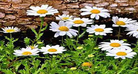 خواص دمنوش بابونه و گل ختمی ؛ فواید و عوارض بابونه و گل ختمی خواص دمنوش بابونه و گل ختمی ؛ فواید و عوارض بابونه و گل ختمی