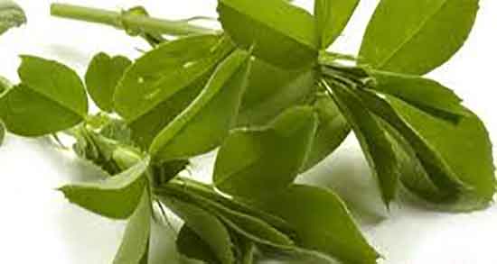 خواص دمنوش یونجه ؛ فواید و مضرات دمنوش یونجه برای بدن چیست خواص دمنوش یونجه ؛ فواید و مضرات دمنوش یونجه برای بدن چیست