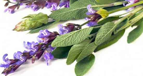 خواص مریم گلی چیست و خاصیت مصرف دمنوش مریم گلی چیست خواص مریم گلی چیست ؛ خاصیت مصرف دمنوش مریم گلی چیست