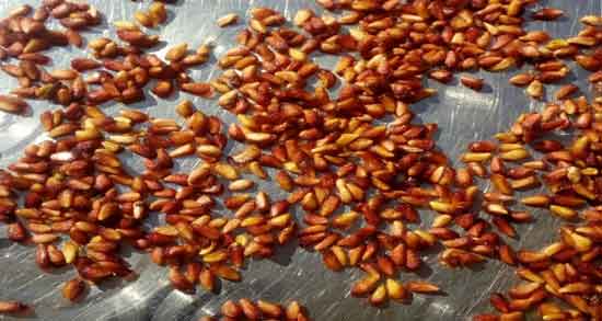 خواص هسته انار ؛ در طب سنتی برای روده ، یبوست و واژن خواص هسته انار ؛ در طب سنتی برای روده ، یبوست و واژن