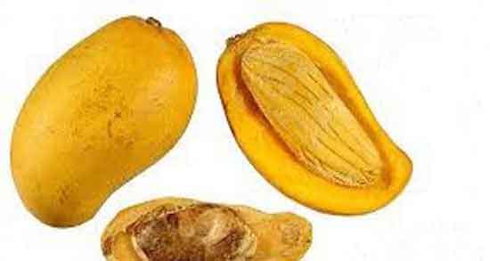 خواص هسته انبه گیلان و فواید هسته انبه گیلان برای تقویت معده خواص هسته انبه گیلان ؛ فواید هسته انبه گیلان برای تقویت معده