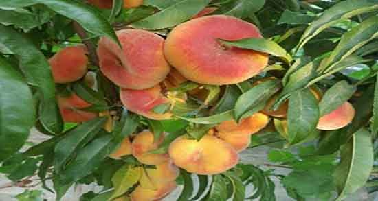 خواص هلو برای قناری و ایا مصرف هلو برای صدای قناری مفید است خواص هلو برای قناری ؛ ایا مصرف هلو برای صدای قناری مفید است