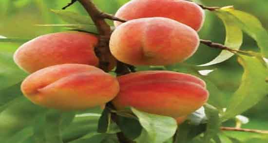 خواص هلو برای لاغری و خاصیت مصرف هلو انجیری برای لاغری شکم خواص هلو برای لاغری ؛ خاصیت مصرف هلو انجیری برای لاغری شکم