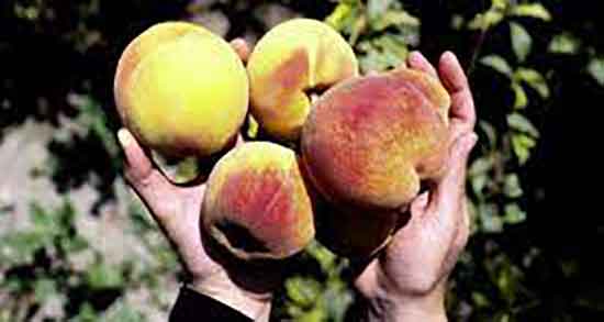 خواص هلو خشک و خاصیت هلو خشک زعفرانی برای زنان شیرده خواص هلو خشک ؛ خاصیت هلو خشک زعفرانی برای زنان شیرده