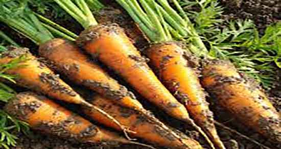 خواص هویج در شب و مصرف اب هویج در شب برای کودکان مفیده خواص هویج در شب ؛ ایا مصرف اب هویج در شب برای کودکان مفیده