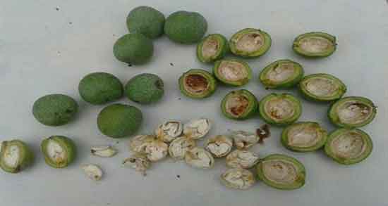 خواص گردو برای پوست و گردو به عنوان مرطوب کننده طبیعی پوست خواص گردو برای پوست ؛ گردو به عنوان مرطوب کننده طبیعی پوست