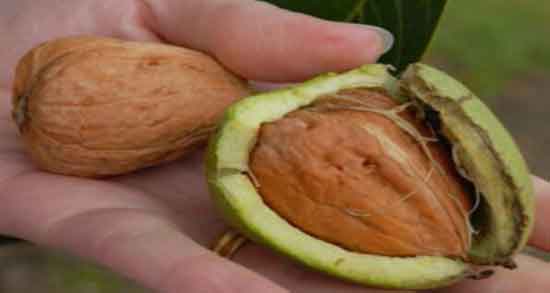 خواص گردوی خیس تازه و خاصیت مصرف گردوی خیس تازه برای سلامتی بدن خواص گردوی خیس تازه ؛ خاصیت مصرف گردوی خیس تازه برای سلامتی بدن