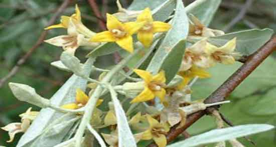 خواص گل سنجد ؛ برای ناباروری در بارداری و تعیین جنسیت و چاقی و تخمدان و حساسیت خواص گل سنجد ؛ برای ناباروری در بارداری و تعیین جنسیت و چاقی و تخمدان و حساسیت