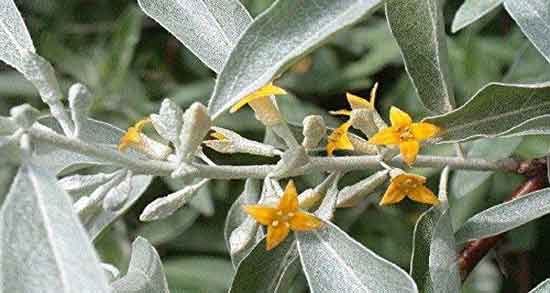 خواص گل سنجد برای نازایی و خاصیت دارویی گل سنجد برای درمان ناباروری خواص گل سنجد برای نازایی ؛ خاصیت دارویی گل سنجد برای درمان ناباروری