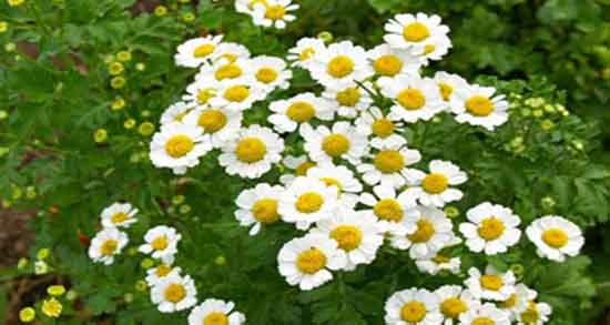 دمنوش بابونه برای لاغری ؛ دمنوش بابونه برای چربی سوزی دمنوش بابونه برای لاغری ؛ دمنوش بابونه برای چربی سوزی