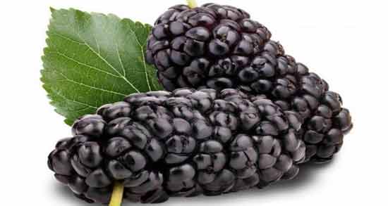 طبع توت سیاه و آشنایی با خواص درمانی و طبع توت سیاه طبع توت سیاه ؛ آشنایی با خواص درمانی و طبع توت سیاه