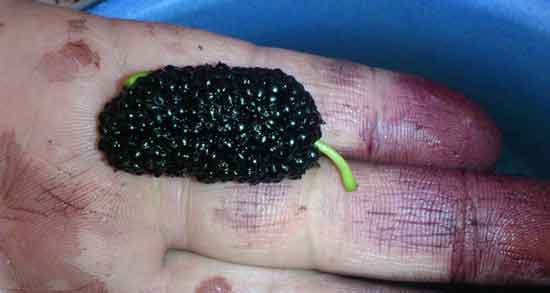 طبع توت سیاه گرم است یا سرد و طبیعت توت سیاه چگونه است طبع توت سیاه گرم است یا سرد ؛ طبیعت توت سیاه چگونه است