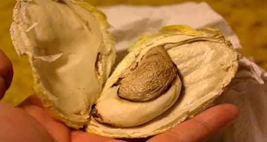 طبع هسته انبه و طبیعت هسته انبه سبز برای بدن سرد است یا گرم طبع هسته انبه ؛ طبیعت هسته انبه سبز برای بدن سرد است یا گرم