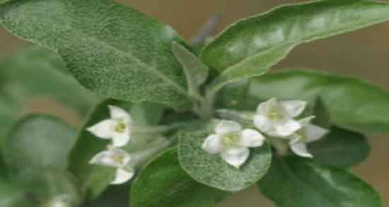 طبع گل سنجد و آشنایی با خواص درمانی و طبع گل سنجد طبع گل سنجد ؛ آشنایی با خواص درمانی و طبع گل سنجد