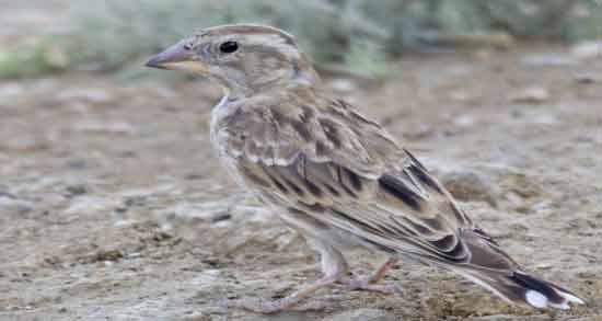 طبع گوشت گنجشک و آشنایی با خواص درمانی و طبع گوشت گنجشک طبع گوشت گنجشک ؛ آشنایی با خواص درمانی و طبع گوشت گنجشک