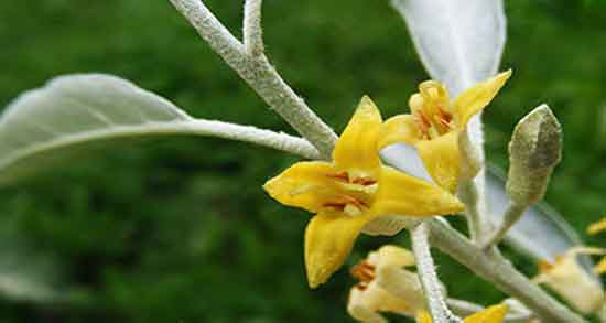 عوارض گل سنجد و مصرف گل سنجد چه عوارضی برای بدن دارد عوارض گل سنجد ؛ مصرف گل سنجد چه عوارضی برای بدن دارد