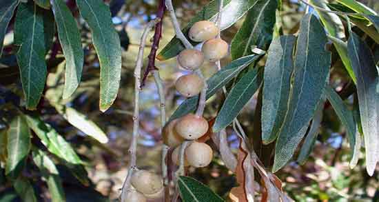 عکس گل سنجد و آشنایی با مشخصات ظاهری گل سنجد عکس گل سنجد ؛ آشنایی با مشخصات ظاهری گل سنجد