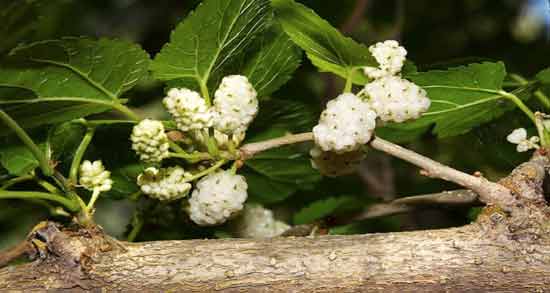 فواید توت سفید برای کودکان و پیشگیری و درمان سرماخوردگی کودکان با مصرف توت سفید فواید توت سفید برای کودکان ؛ پیشگیری و درمان سرماخوردگی کودکان با مصرف توت سفید