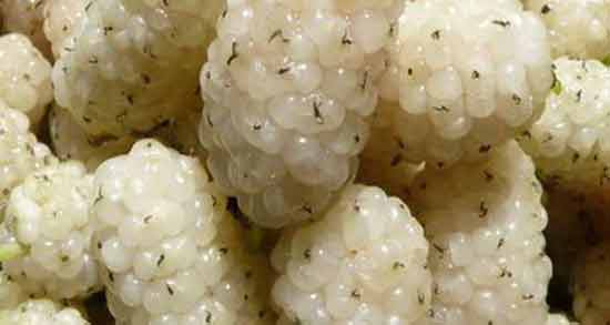 فواید توت سفید تازه و درمان یبوست و نفخ معده و سرماخوردگی با خوردن توت سفید تازه فواید توت سفید تازه ؛ درمان یبوست ، نفخ معده و سرماخوردگی با خوردن توت سفید تازه