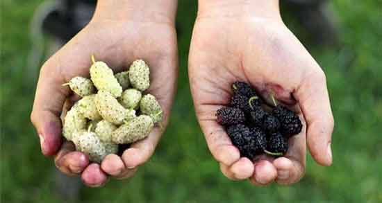 فواید توت سفید و قرمز و آشنایی با خواص و تفاوت های بین توت سفید و قرمز فواید توت سفید و قرمز ؛ آشنایی با خواص و تفاوت های بین توت سفید و قرمز