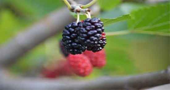 فواید توت سیاه در بارداری و بهبود رشد جنین و جلوگیری از نقص های مادرزادی با توت سیاه فواید توت سیاه در بارداری ؛ بهبود رشد جنین و جلوگیری از نقص های مادرزادی با توت سیاه