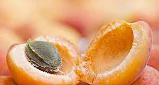 فواید هسته زردآلو در بارداری و خاصیت هسته زردالو برای زنان باردار فواید هسته زردآلو در بارداری ؛ خاصیت هسته زردالو برای زنان باردار