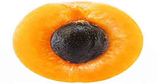 فواید هسته زردآلو و خواص هسته زردآلو شیرین از نظر طب سنتی فواید هسته زردآلو ؛ خواص هسته زردآلو شیرین از نظر طب سنتی