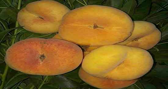 فواید هلو خشک و خاصیت مصرف هلو خشک برای درمان یبوست فواید هلو خشک ؛ خاصیت مصرف هلو خشک برای درمان یبوست