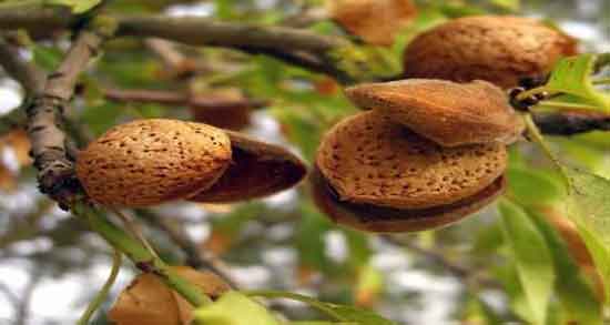 مضرات بادام درختی برای کلیه و آیا خوردن بادام درختی برای بیماران کلیوی مضر است؟ مضرات بادام درختی برای کلیه ؛ آیا خوردن بادام درختی برای بیماران کلیوی مضر است؟