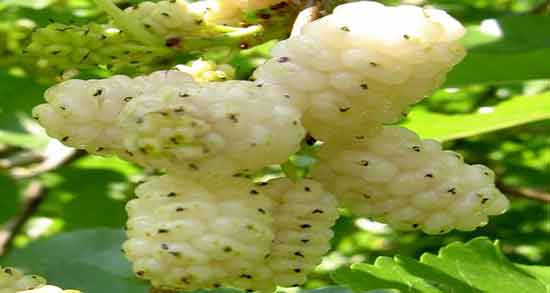 مضرات توت سفید برای معده و عوارض خوردن توت سفید برای درد معده مضرات توت سفید برای معده ؛ عوارض خوردن توت سفید برای درد معده