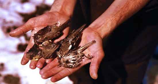 مضرات خوردن گوشت گنجشک و استفاده از گوشت گنجشک چه ضرری برای سلامت دارد مضرات خوردن گوشت گنجشک ؛ استفاده از گوشت گنجشک چه ضرری برای سلامت دارد