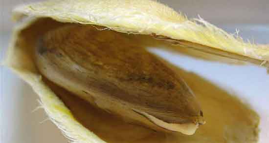 مضرات هسته انبه و خواص و مضرات هسته انبه برای اسهال کودکان مضرات هسته انبه ؛ خواص و مضرات هسته انبه برای اسهال کودکان