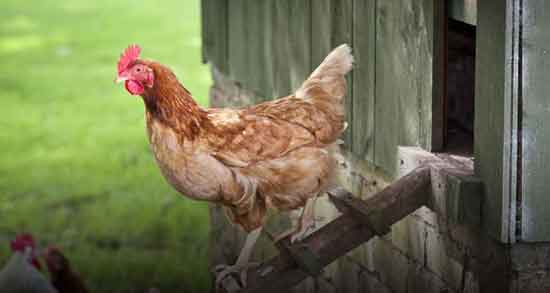 مضرات گوشت خروس محلی و همه چیز درباره مضرات مصرف گوشت خروس محلی مضرات گوشت خروس محلی ؛ همه چیز درباره مضرات مصرف گوشت خروس محلی