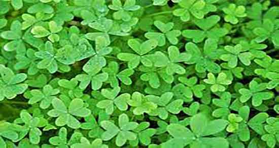 مضرات یونجه برای انسان ؛ عوارض مصرف یونجه برای مشکلات معده مضرات یونجه برای انسان ؛ عوارض مصرف یونجه برای مشکلات معده