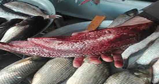 نگهداری اشپل ماهی در فریزر و ایا اشپل ماهی در فریزر تازه میماند نگهداری اشپل ماهی در فریزر ؛ ایا اشپل ماهی در فریزر تازه میماند