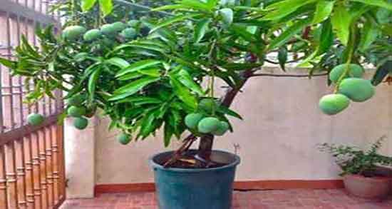 هسته انبه را چطور بکاریم و دستور کاشت هسته انبه در گلدان هسته انبه را چطور بکاریم ؛ دستور کاشت هسته انبه در گلدان