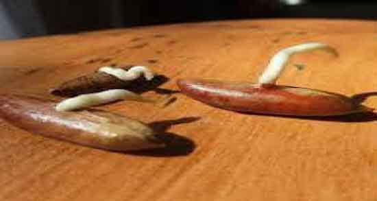 هسته خرما برای دیابت و خاصیت مصرف هسته خرما برای قند خون هسته خرما برای دیابت ؛ خاصیت مصرف هسته خرما برای قند خون