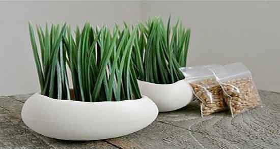 هسته خرما برای قلب و آیا مصرف هسته خرما برای قلب مفید است هسته خرما برای قلب ؛ آیا مصرف هسته خرما برای قلب مفید است