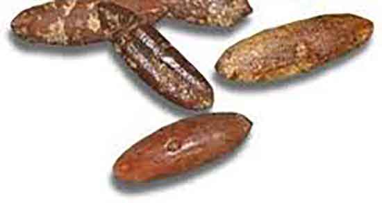 هسته خرما و دیابت و مصرف دمنوش هسته خرما برای قند خون بالا هسته خرما و دیابت ؛ مصرف دمنوش هسته خرما برای قند خون بالا