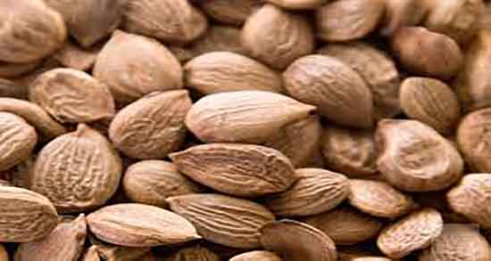 هسته زردآلو برای زن باردار و فواید مصرف هسته زردالو برای بارداران هسته زردآلو برای زن باردار ؛ فواید مصرف هسته زردالو برای بارداران