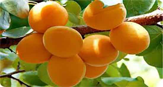 هسته زردآلو چه خاصیتی دارد و روغن هسته زردالو چه فوایدی دارد هسته زردآلو چه خاصیتی دارد ؛ روغن هسته زردالو چه فوایدی دارد