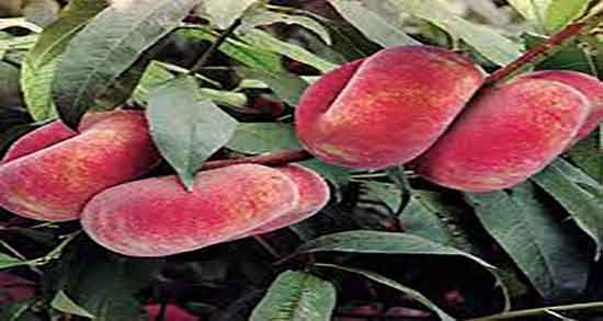 هلو برای اسهال و ایا میوه هلو برای اسهال و استفراغ خوب است هلو برای اسهال ؛ ایا میوه هلو برای اسهال و استفراغ خوب است