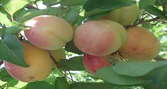 هلو برای سگ و ایا مصرف هلو انجیری برای سلامتی سگ مفید است هلو برای سگ ؛ ایا مصرف هلو انجیری برای سلامتی سگ مفید است