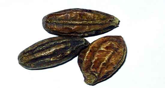 هلیله سیاه چیست و خواص درمانی هلیله سیاه برای بدن چیست هلیله سیاه چیست ؛ خواص درمانی هلیله سیاه برای بدن چیست