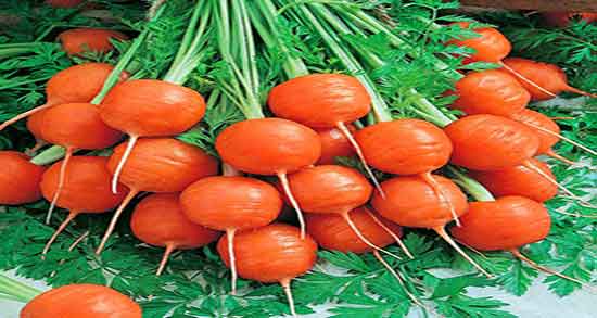 هویج و قاعدگی و مصرف اب هویج فراوان برای باز شدن خون قائدگی هویج و قاعدگی ؛ مصرف اب هویج فراوان برای باز شدن خون قائدگی